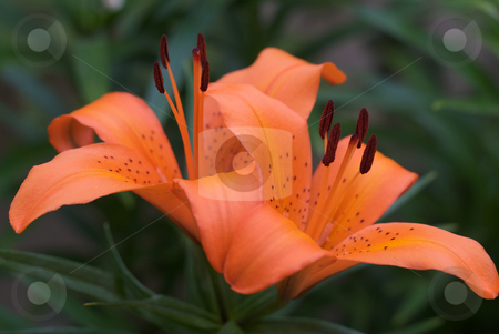 To use this stock image in your creative project, please select the size you need over to the right and click the "Add to Cart" button.
Your downloaded image will come with the Cutcaster watermark removed so don’t worry about the watermark you see on this page. Two Tiger Lilies in full bloom stock photo, Two tiger lilies in full bloom with green foliage behind it. by Joseph Jenkins