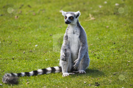 To use this stock image in your creative project, please select the size you need over to the right and click the "Add to Cart" button.
Your downloaded image will come with the Cutcaster watermark removed so don’t worry about the watermark you see on this page. Ring Tailed Lemur stock photo, Close up of Ring Tailed Lemur (Lemur catta) by Stephen Meese