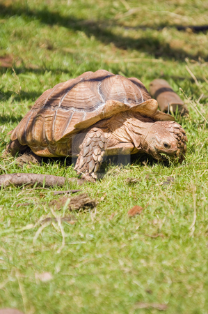 To use this stock image in your creative project, please select the size you need over to the right and click the "Add to Cart" button.
Your downloaded image will come with the Cutcaster watermark removed so don’t worry about the watermark you see on this page. African Spurred Tortoise stock photo, Closeup of African Spurred Tortoise (Geochelone sulcata) by Stephen Meese