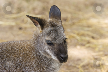To use this stock image in your creative project, please select the size you need over to the right and click the "Add to Cart" button.
Your downloaded image will come with the Cutcaster watermark removed so don’t worry about the watermark you see on this page. Red-necked Wallaby stock photo, Closeup of Red-necked Wallaby (Macropus rufogriseus) by Stephen Meese