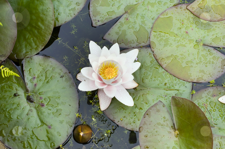 To use this stock image in your creative project, please select the size you need over to the right and click the "Add to Cart" button.
Your downloaded image will come with the Cutcaster watermark removed so don’t worry about the watermark you see on this page. Water Lily stock photo, Close up of a White water lily in pond Gwynedd Wales by Stephen Meese