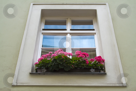 To use this stock image in your creative project, please select the size you need over to the right and click the "Add to Cart" button.
Your downloaded image will come with the Cutcaster watermark removed so don’t worry about the watermark you see on this page. Flowerbox and window stock photo, Flowerbox and window by Dmitry Mirlin