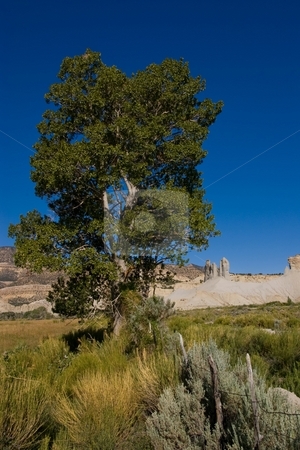 To use this stock image in your creative project, please select the size you need over to the right and click the "Add to Cart" button.
Your downloaded image will come with the Cutcaster watermark removed so don’t worry about the watermark you see on this page. Utah Cottonwood stock photo, A cottonwood tree along a fence line in the desert. by Andrew Orlemann