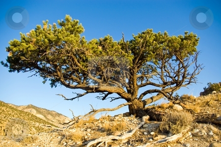 To use this stock image in your creative project, please select the size you need over to the right and click the "Add to Cart" button.
Your downloaded image will come with the Cutcaster watermark removed so don’t worry about the watermark you see on this page. Utah Pinyon stock photo, Pinyon pine tree on the rim of a desert canyon. by Andrew Orlemann