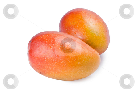 To use this stock image in your creative project, please select the size you need over to the right and click the "Add to Cart" button.
Your downloaded image will come with the Cutcaster watermark removed so don’t worry about the watermark you see on this page. Isolated mango fruit stock photo, Isolated mango fruit on white background by Lawren