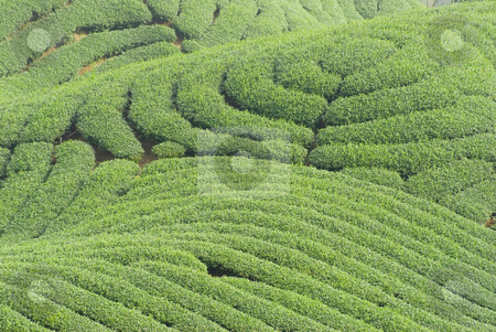 To use this stock image in your creative project, please select the size you need over to the right and click the "Add to Cart" button.
Your downloaded image will come with the Cutcaster watermark removed so don’t worry about the watermark you see on this page. Complex landform and tea trees stock photo, Complex landform full of tea trees by Lawren