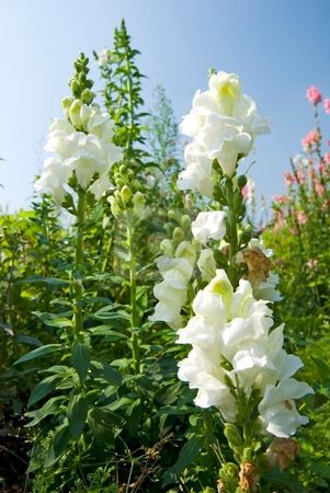 To use this stock image in your creative project, please select the size you need over to the right and click the "Add to Cart" button.
Your downloaded image will come with the Cutcaster watermark removed so don’t worry about the watermark you see on this page. White Snapdragon flowers under blue sky stock photo, White flowers in the field under blue sky, sunny day, Snapdragon by Lawren