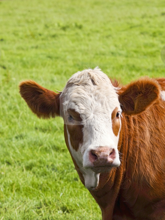 To use this stock image in your creative project, please select the size you need over to the right and click the "Add to Cart" button.
Your downloaded image will come with the Cutcaster watermark removed so don’t worry about the watermark you see on this page. Brown and white cow stock photo, A portrait of a brown and white cow in a summer meadow by Mike Smith