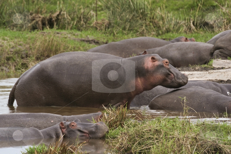 To use this stock image in your creative project, please select the size you need over to the right and click the "Add to Cart" button.
Your downloaded image will come with the Cutcaster watermark removed so don’t worry about the watermark you see on this page. Hippos in kenya stock photo, A group of hippos on the masai mara kenya by Mike Smith