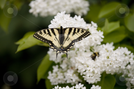 To use this stock image in your creative project, please select the size you need over to the right and click the "Add to Cart" button.
Your downloaded image will come with the Cutcaster watermark removed so don’t worry about the watermark you see on this page. Swallowtail butterfly on Lilac stock photo, Swallowtail butterfly on Lilac by Sharron Schiefelbein