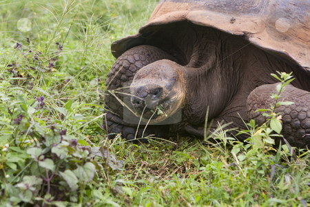 To use this stock image in your creative project, please select the size you need over to the right and click the "Add to Cart" button.
Your downloaded image will come with the Cutcaster watermark removed so don’t worry about the watermark you see on this page. Giant Galapagos tortoise stock photo, A Giant Galapagos tortoise, Geochelone elephantopus, found on the Galapagos Islands, Ecuador, South America by Sharron Schiefelbein