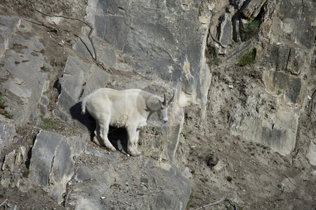 To use this stock image in your creative project, please select the size you need over to the right and click the "Add to Cart" button.
Your downloaded image will come with the Cutcaster watermark removed so don’t worry about the watermark you see on this page. Billy Mountain Goat looking down from a cliff stock photo, Billy Mountain Goat looking down from a cliff, Jasper National Park by Sharron Schiefelbein