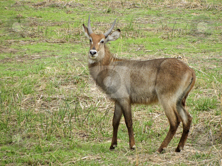To use this stock image in your creative project, please select the size you need over to the right and click the "Add to Cart" button.
Your downloaded image will come with the Cutcaster watermark removed so don’t worry about the watermark you see on this page. Young waterbuck grazing stock photo, Young waterbuck grazing by Sharron Schiefelbein