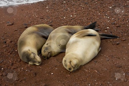 To use this stock image in your creative project, please select the size you need over to the right and click the "Add to Cart" button.
Your downloaded image will come with the Cutcaster watermark removed so don’t worry about the watermark you see on this page. Three pregnant sea lions waiting to give birth stock photo, Three pregnant sea lions waiting to give birth on the Galapagos Islands. Ecuador, South America by Sharron Schiefelbein