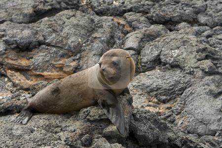 To use this stock image in your creative project, please select the size you need over to the right and click the "Add to Cart" button.
Your downloaded image will come with the Cutcaster watermark removed so don’t worry about the watermark you see on this page. Sea lion in the Galapagos Islands stock photo, A young Sea lion in the Galapagos Islands, Ecuador, South America by Sharron Schiefelbein
