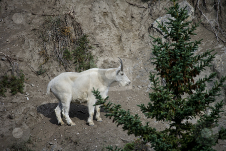 To use this stock image in your creative project, please select the size you need over to the right and click the "Add to Cart" button.
Your downloaded image will come with the Cutcaster watermark removed so don’t worry about the watermark you see on this page. Billy Mountain Goat stock photo, Billy Mountain Goat on cliff in Jasper National Park by Sharron Schiefelbein