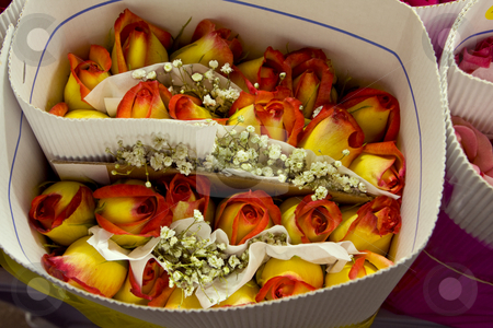 To use this stock image in your creative project, please select the size you need over to the right and click the "Add to Cart" button.
Your downloaded image will come with the Cutcaster watermark removed so don’t worry about the watermark you see on this page. Rose from rose farm in Ecuador. stock photo, A bouquet of yellow and red tipped roses from a farm in Ecuador, South America by Sharron Schiefelbein