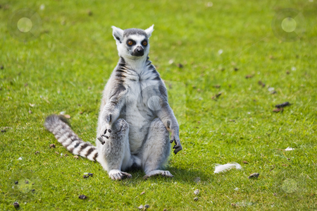 To use this stock image in your creative project, please select the size you need over to the right and click the "Add to Cart" button.
Your downloaded image will come with the Cutcaster watermark removed so don’t worry about the watermark you see on this page. Ring Tailed Lemur stock photo, Close up of Ring Tailed Lemur (Lemur catta) by Stephen Meese