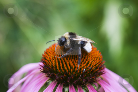 To use this stock image in your creative project, please select the size you need over to the right and click the "Add to Cart" button.
Your downloaded image will come with the Cutcaster watermark removed so don’t worry about the watermark you see on this page. European Honey Bee stock photo, European Honey Bee (Apis mellifera) collecting nectar on flower by Stephen Meese