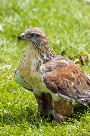 To use this stock image in your creative project, please select the size you need over to the right and click the "Add to Cart" button.
Your downloaded image will come with the Cutcaster watermark removed so don’t worry about the watermark you see on this page. Harris Hawk stock photo, Close up of Harris Hawk (Parabuteo Unicintus) by Stephen Meese