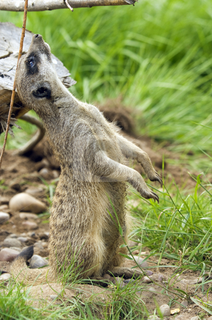 To use this stock image in your creative project, please select the size you need over to the right and click the "Add to Cart" button.
Your downloaded image will come with the Cutcaster watermark removed so don’t worry about the watermark you see on this page. Meerkat stock photo, Close up of a Meerkat (suricata suricatta) by Stephen Meese