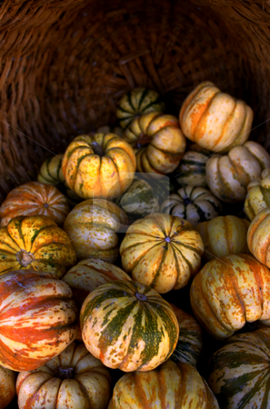 To use this stock image in your creative project, please select the size you need over to the right and click the "Add to Cart" button.
Your downloaded image will come with the Cutcaster watermark removed so don’t worry about the watermark you see on this page. Squash stock photo, Squash by David Ryan