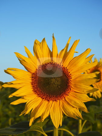 To use this stock image in your creative project, please select the size you need over to the right and click the "Add to Cart" button.
Your downloaded image will come with the Cutcaster watermark removed so don’t worry about the watermark you see on this page. Sunflower field stock photo, A sunflower in afield under a summer sky by Mike Smith