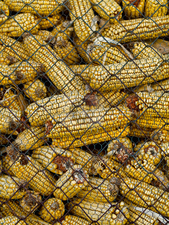 To use this stock image in your creative project, please select the size you need over to the right and click the "Add to Cart" button.
Your downloaded image will come with the Cutcaster watermark removed so don’t worry about the watermark you see on this page. Corncobs stock photo, Pile of corncobs behing metallic grid by Laurent Dambies