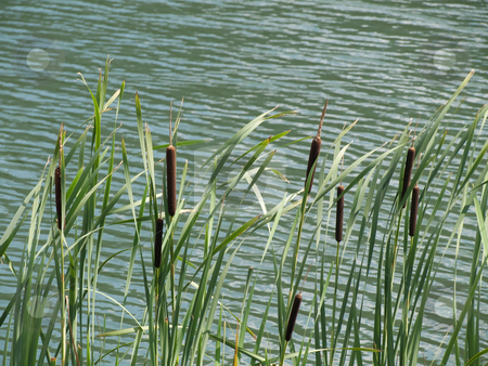 To use this stock image in your creative project, please select the size you need over to the right and click the "Add to Cart" button.
Your downloaded image will come with the Cutcaster watermark removed so don’t worry about the watermark you see on this page. Stand of green cattails stock photo, Group of young green cattails on a border of a lake at summer by Laurent Dambies