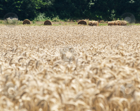 To use this stock image in your creative project, please select the size you need over to the right and click the "Add to Cart" button.
Your downloaded image will come with the Cutcaster watermark removed so don’t worry about the watermark you see on this page. Golden wheat field stock photo, Golden wheat field with hay bales on the background by Laurent Dambies