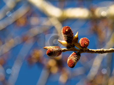 To use this stock image in your creative project, please select the size you need over to the right and click the "Add to Cart" button.
Your downloaded image will come with the Cutcaster watermark removed so don’t worry about the watermark you see on this page. Blooming tree stock photo, Closeup of a blooming tree at spring with shallow depth of field and blue sky by Laurent Dambies
