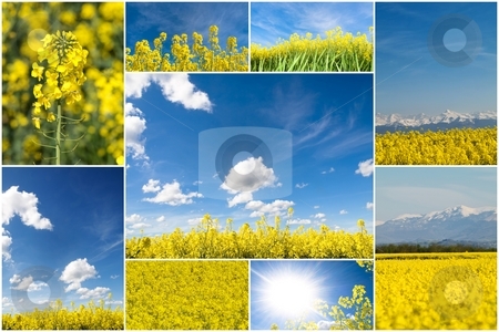 To use this stock image in your creative project, please select the size you need over to the right and click the "Add to Cart" button.
Your downloaded image will come with the Cutcaster watermark removed so don’t worry about the watermark you see on this page. Colza collage stock photo, A collection of blooming rapeseed field pictures in France by Laurent Dambies