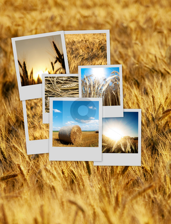 To use this stock image in your creative project, please select the size you need over to the right and click the "Add to Cart" button.
Your downloaded image will come with the Cutcaster watermark removed so don’t worry about the watermark you see on this page. Pile of polaroids over a wheat background stock photo, Pile of nature polaroids over a wheat background by Laurent Dambies