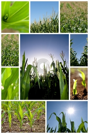To use this stock image in your creative project, please select the size you need over to the right and click the "Add to Cart" button.
Your downloaded image will come with the Cutcaster watermark removed so don’t worry about the watermark you see on this page. Green corn collage stock photo, Collection of green corn field pictures by Laurent Dambies