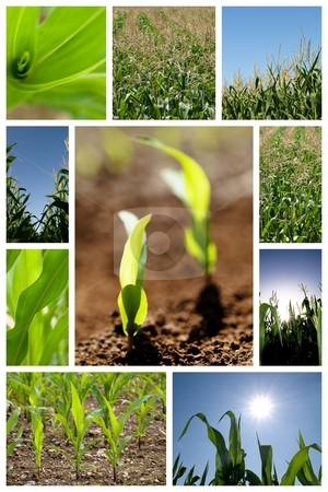 To use this stock image in your creative project, please select the size you need over to the right and click the "Add to Cart" button.
Your downloaded image will come with the Cutcaster watermark removed so don’t worry about the watermark you see on this page. Green corn collage stock photo, Collection of green corn field pictures by Laurent Dambies