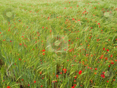 To use this stock image in your creative project, please select the size you need over to the right and click the "Add to Cart" button.
Your downloaded image will come with the Cutcaster watermark removed so don’t worry about the watermark you see on this page. Fresh young barley field stock photo, Fresh green young barley field with poppies by Laurent Dambies