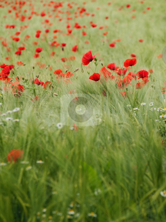 To use this stock image in your creative project, please select the size you need over to the right and click the "Add to Cart" button.
Your downloaded image will come with the Cutcaster watermark removed so don’t worry about the watermark you see on this page. Fresh young barley field stock photo, Fresh green young barley field with poppies by Laurent Dambies
