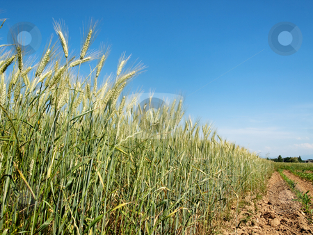 To use this stock image in your creative project, please select the size you need over to the right and click the "Add to Cart" button.
Your downloaded image will come with the Cutcaster watermark removed so don’t worry about the watermark you see on this page. Green wheat field stock photo, Green wheat field in the contryside under blue sky by Laurent Dambies