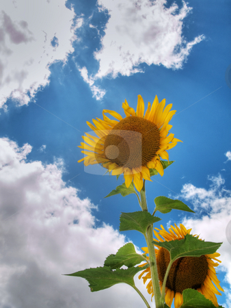 To use this stock image in your creative project, please select the size you need over to the right and click the "Add to Cart" button.
Your downloaded image will come with the Cutcaster watermark removed so don’t worry about the watermark you see on this page. Sunflower field stock photo, Beautiful sunflower field under blue sky and clouds hdr processed by Laurent Dambies