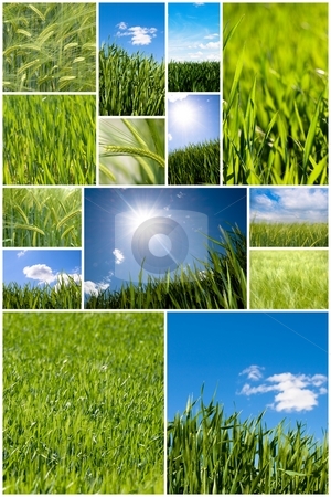 To use this stock image in your creative project, please select the size you need over to the right and click the "Add to Cart" button.
Your downloaded image will come with the Cutcaster watermark removed so don’t worry about the watermark you see on this page. Green wheat collage stock photo, Collection of green wheat field pictures by Laurent Dambies