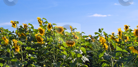 To use this stock image in your creative project, please select the size you need over to the right and click the "Add to Cart" button.
Your downloaded image will come with the Cutcaster watermark removed so don’t worry about the watermark you see on this page. Panoramic Sunflowers stock photo, A panoramic view of sunflowers in the early evening by Richard Nelson