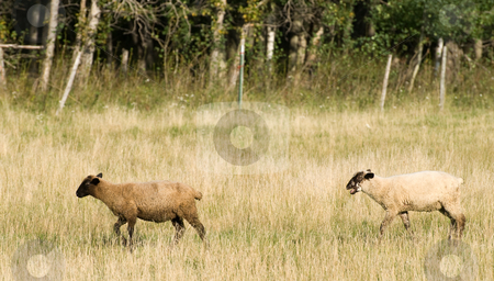 To use this stock image in your creative project, please select the size you need over to the right and click the "Add to Cart" button.
Your downloaded image will come with the Cutcaster watermark removed so don’t worry about the watermark you see on this page. Domestic Sheep stock photo, Two domestic sheep are walking through a small field during the day by Richard Nelson