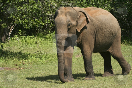 To use this stock image in your creative project, please select the size you need over to the right and click the "Add to Cart" button.
Your downloaded image will come with the Cutcaster watermark removed so don’t worry about the watermark you see on this page. Yala elephant stock photo, An elephant walking in yala national park sri lanka by Mike Smith
