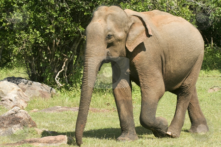 To use this stock image in your creative project, please select the size you need over to the right and click the "Add to Cart" button.
Your downloaded image will come with the Cutcaster watermark removed so don’t worry about the watermark you see on this page. Yala elephant stock photo, An elephant walking in yala national park sri lanka by Mike Smith
