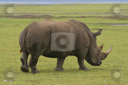 To use this stock image in your creative project, please select the size you need over to the right and click the "Add to Cart" button.
Your downloaded image will come with the Cutcaster watermark removed so don’t worry about the watermark you see on this page. White rhino in kenya stock photo, A white rhino in nakuru national park kenya by Mike Smith