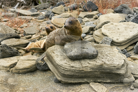 To use this stock image in your creative project, please select the size you need over to the right and click the "Add to Cart" button.
Your downloaded image will come with the Cutcaster watermark removed so don’t worry about the watermark you see on this page. Sealion pups on the Galapagos Islands stock photo, Sealion pups on the Galapagos Islands by Sharron Schiefelbein