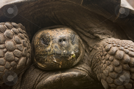 To use this stock image in your creative project, please select the size you need over to the right and click the "Add to Cart" button.
Your downloaded image will come with the Cutcaster watermark removed so don’t worry about the watermark you see on this page. Giant Galapagos Tortoise stock photo, Giant Galapagos Tortoise by Sharron Schiefelbein