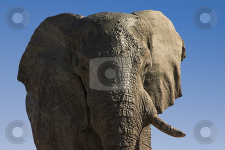 To use this stock image in your creative project, please select the size you need over to the right and click the "Add to Cart" button.
Your downloaded image will come with the Cutcaster watermark removed so don’t worry about the watermark you see on this page. One Tusk stock photo, Very old bull elephant with a tusk missing covered in mud by Darren Pattterson
