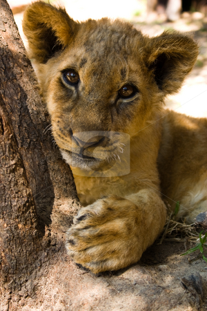 To use this stock image in your creative project, please select the size you need over to the right and click the "Add to Cart" button.
Your downloaded image will come with the Cutcaster watermark removed so don’t worry about the watermark you see on this page. Lion cub portrait stock photo, A 3 month old lion cub look curiously at the camera by Darren Pattterson