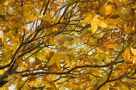 To use this stock image in your creative project, please select the size you need over to the right and click the "Add to Cart" button.
Your downloaded image will come with the Cutcaster watermark removed so don’t worry about the watermark you see on this page. Autmn leaves stock photo, Golden autumn leaves in a tree by Darren Pattterson